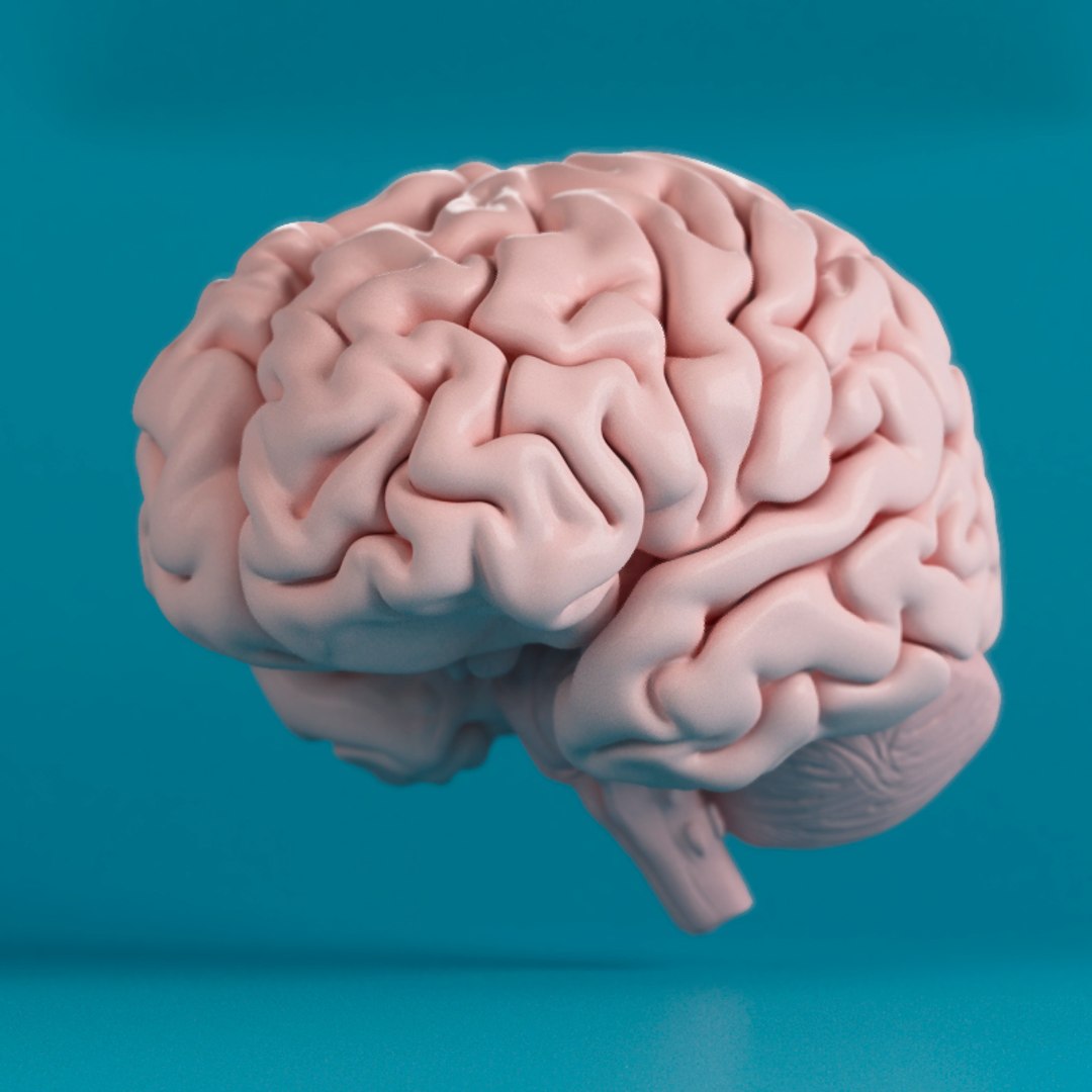 human brain 3d max https://p.turbosquid.com/ts-thumb/wb/q75qG6/nxLXbHrw/2/jpg/1503512608/1920x1080/fit_q87/25f53874960789db11ce51c89fc50fa37bc97a62/2.jpg