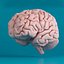 human brain 3d max