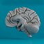 human brain 3d max