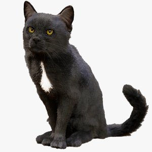3D Cat Black Animated UNREAL project