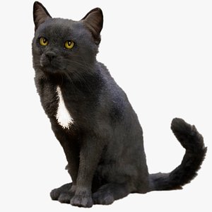 Cat Black Animated UNREAL project