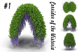 Wisteria Corridor#1
