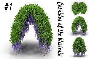 Wisteria Corridor#1