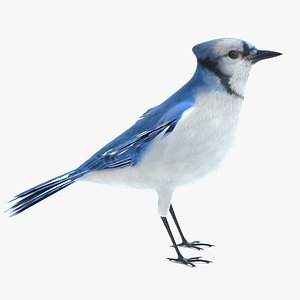 Blue Jay