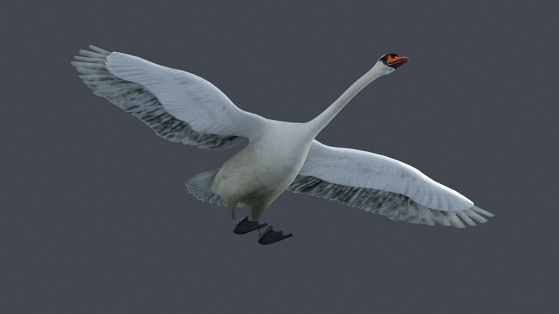 swan bird wildlife nature feather elegant white spread 3D model https://p.turbosquid.com/ts-thumb/wc/2AD7rU/6a/z004/jpg/1716904134/1920x1080/fit_q87/24e42a3639b24d9693a7949a686e3a805d6373dc/z004.jpg