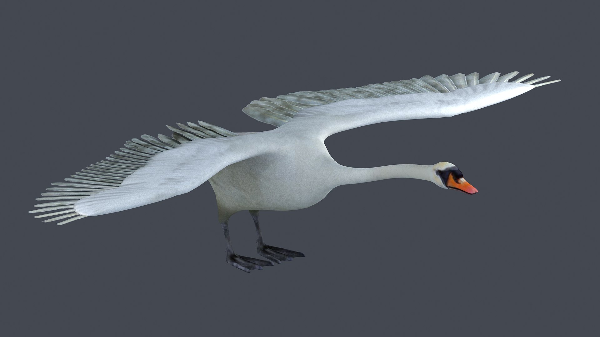 swan bird wildlife nature feather elegant white spread 3D model https://p.turbosquid.com/ts-thumb/wc/2AD7rU/F2/z002/jpg/1716904132/1920x1080/fit_q87/cfaaefe8af2f1430dc1d6a33b55b11c91ab1c719/z002.jpg