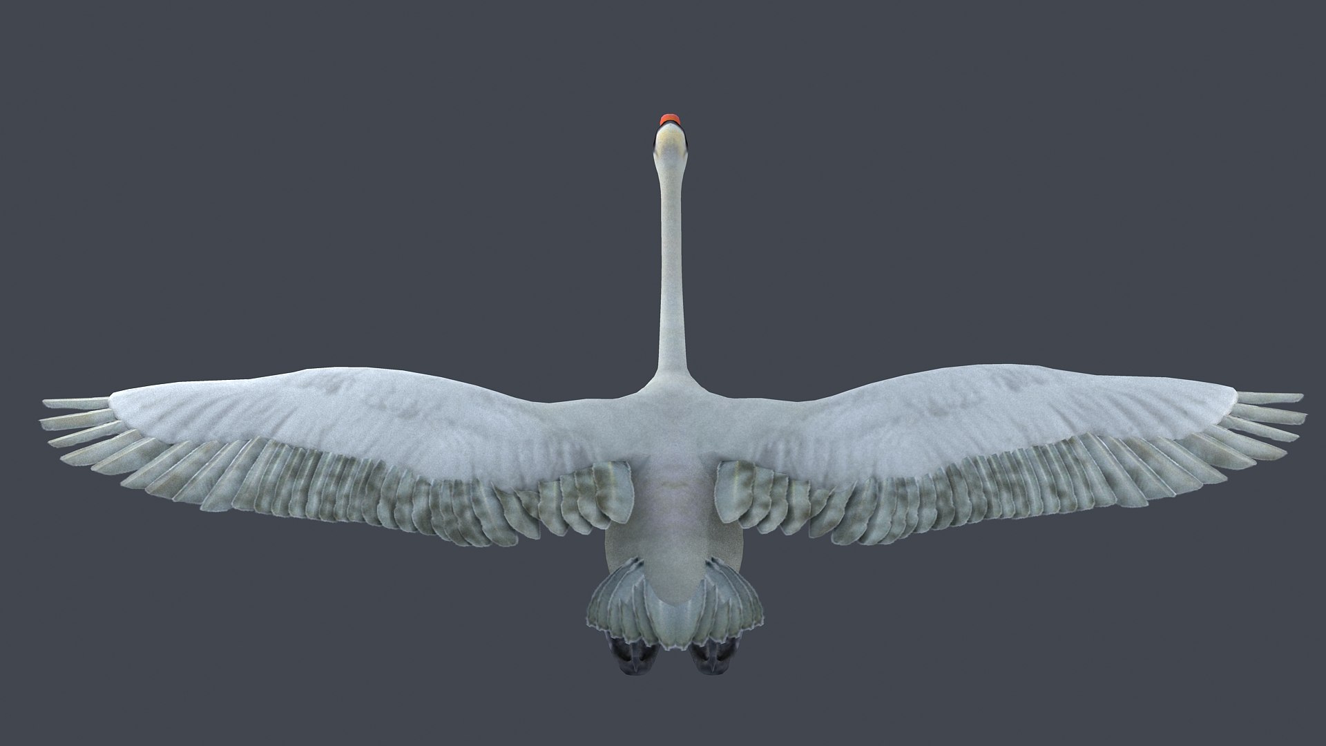 swan bird wildlife nature feather elegant white spread 3D model https://p.turbosquid.com/ts-thumb/wc/2AD7rU/HJ/z005/jpg/1716904135/1920x1080/fit_q87/cd5180f31364d631f9f37751b8fbc29266723762/z005.jpg