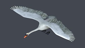 swan bird wildlife nature feather elegant white spread 3D model