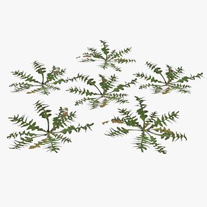 3D model plant lawn