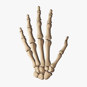 Human Hand Bones 3D model
