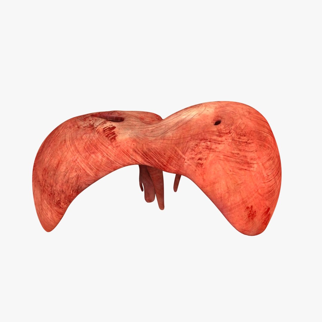 Human Diaphragm Anatomy 3D Model 3D Model - TurboSquid 2638175