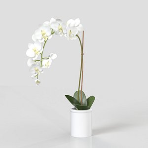 Threshold Small Potted Orchid PBR