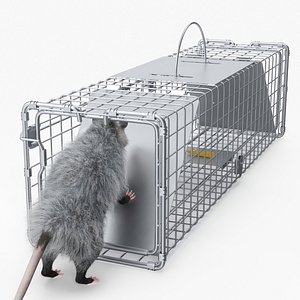 Opossum Trapped with Bait Inside Fur 3D