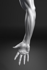 Male Arm A