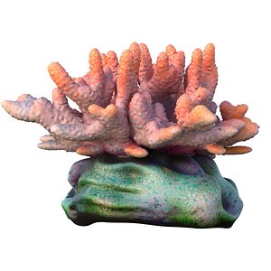 3D Coral reef 13