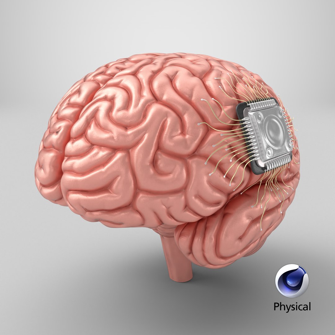 Human Brain With Implanted Microchip Lighted 3D model https://p.turbosquid.com/ts-thumb/wc/ruzF3j/AX/stemcell_cinema_4d_physical_render/png/1726218280/1920x1080/fit_q87/53ccd1c275e1db3554f99ad0f95f1c6c63c86c65/stemcell_cinema_4d_physical_render.jpg