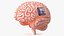 Human Brain With Implanted Microchip Lighted