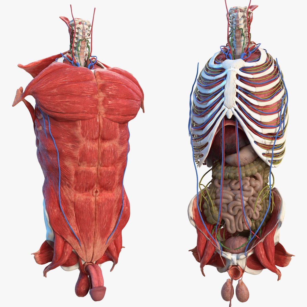 Male Torso Full Anatomy 3D model preview