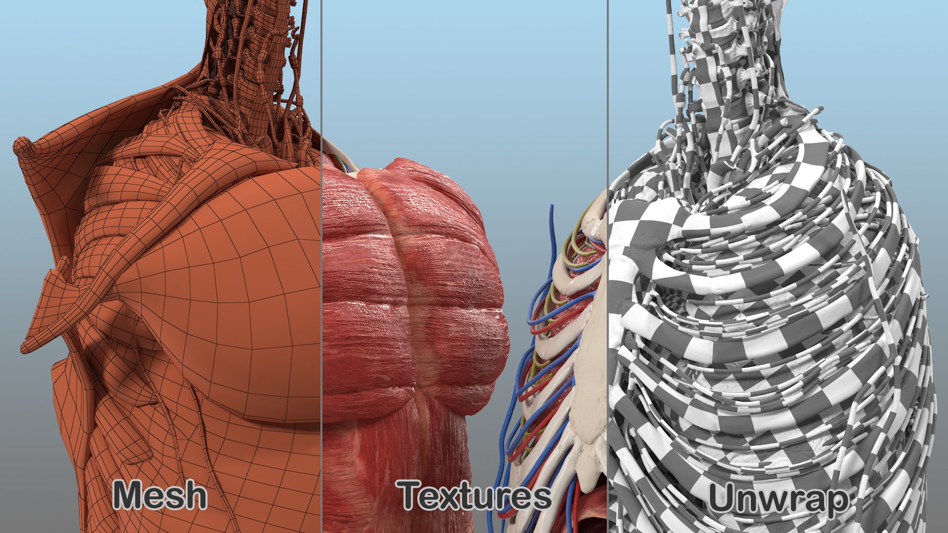 maletorsofullanatomymb3dmodel022.jpg