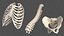 3D male torso anatomy