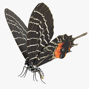 Bhutanitis Lidderdalii Butterfly Rigged with Fur