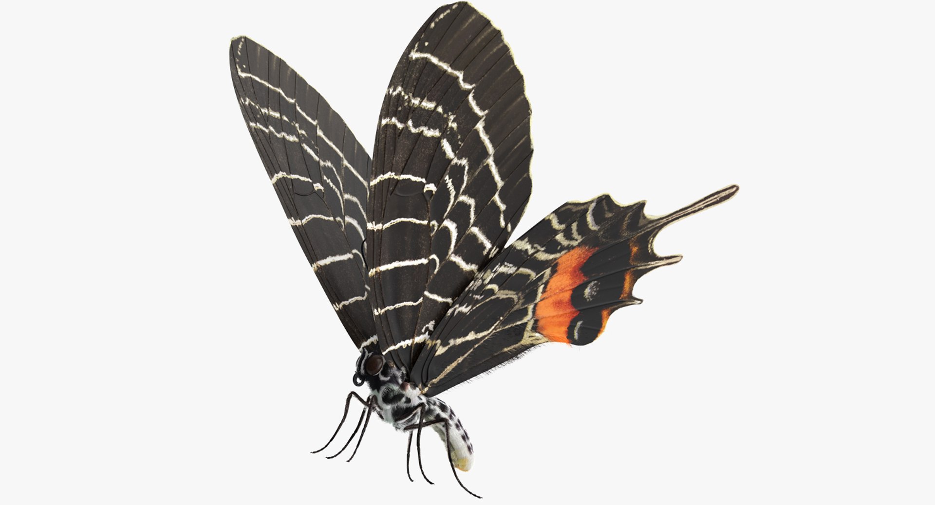 Bhutanitis Lidderdalii Butterfly Rigged with Fur 3D model preview