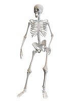 Human Skeleton