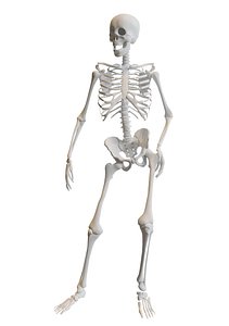 Human Skeleton