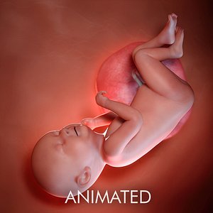 3D fetus week 38 model
