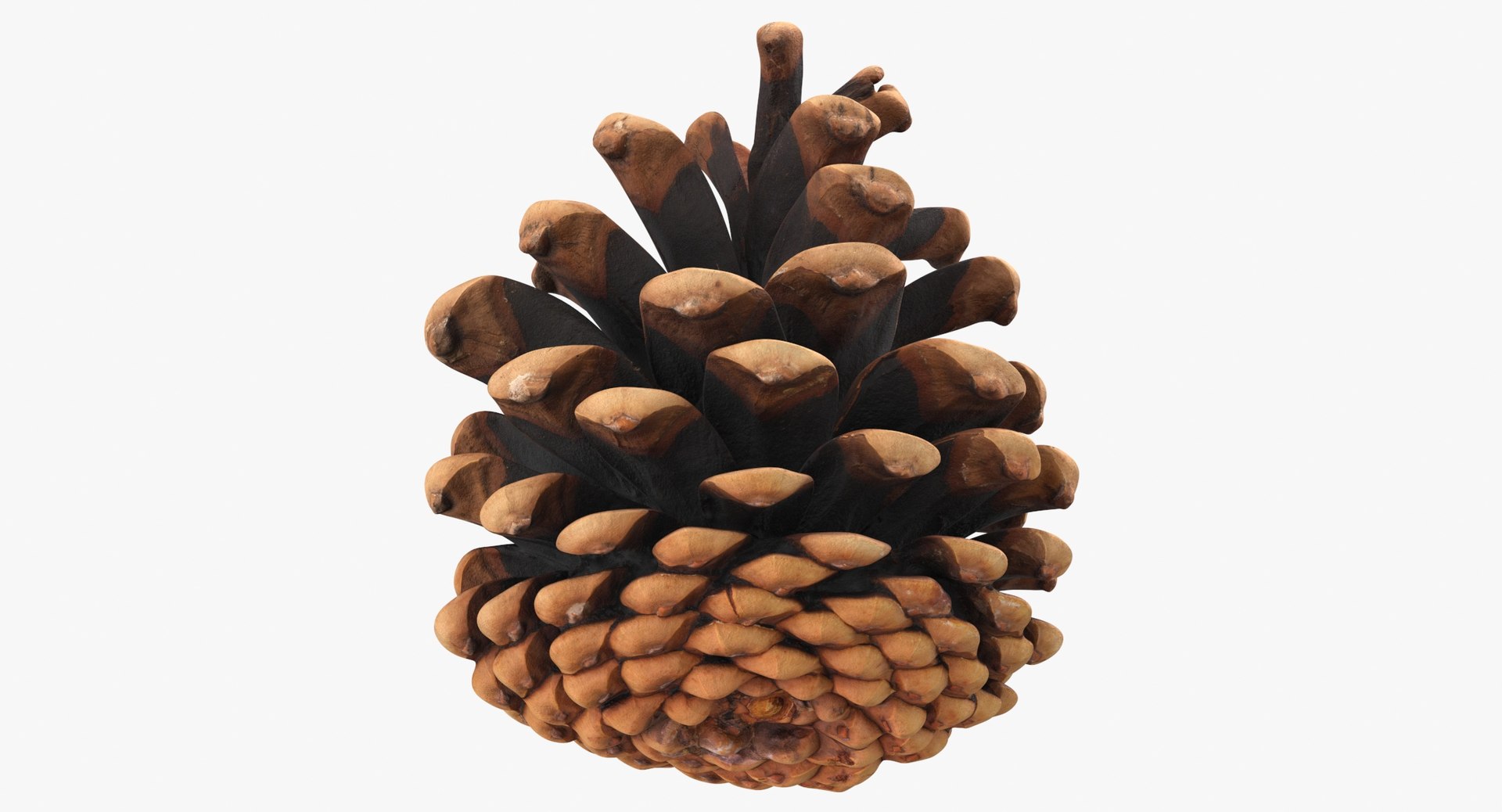 3D Model Prop 16 Pine Cones Type 02 - TurboSquid 2146750