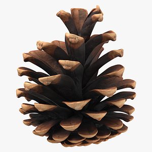 3D model Prop 16 Pine Cones Type 02