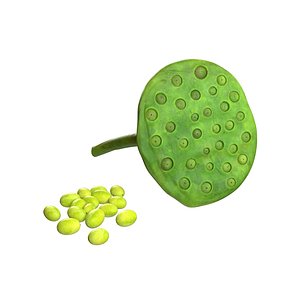 Lotus seed pod