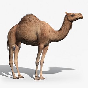 3d model camel fur