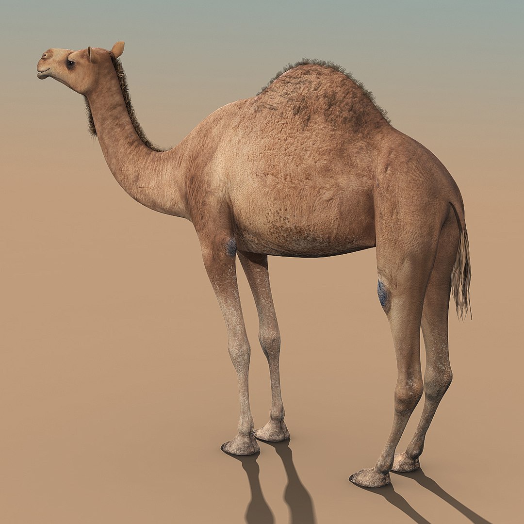 3d model camel fur https://p.turbosquid.com/ts-thumb/wd/TqCQPd/DjENhbpK/camel_model_04/jpg/1470068523/1920x1080/fit_q87/ffce97d27154f32b930116421b7ca8724195abd3/camel_model_04.jpg