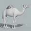 Wielbłąd