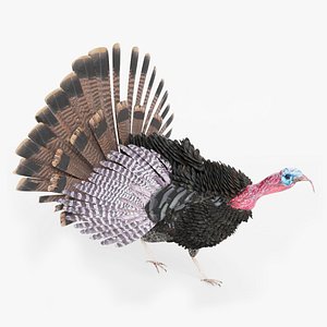 turkey animal bird model