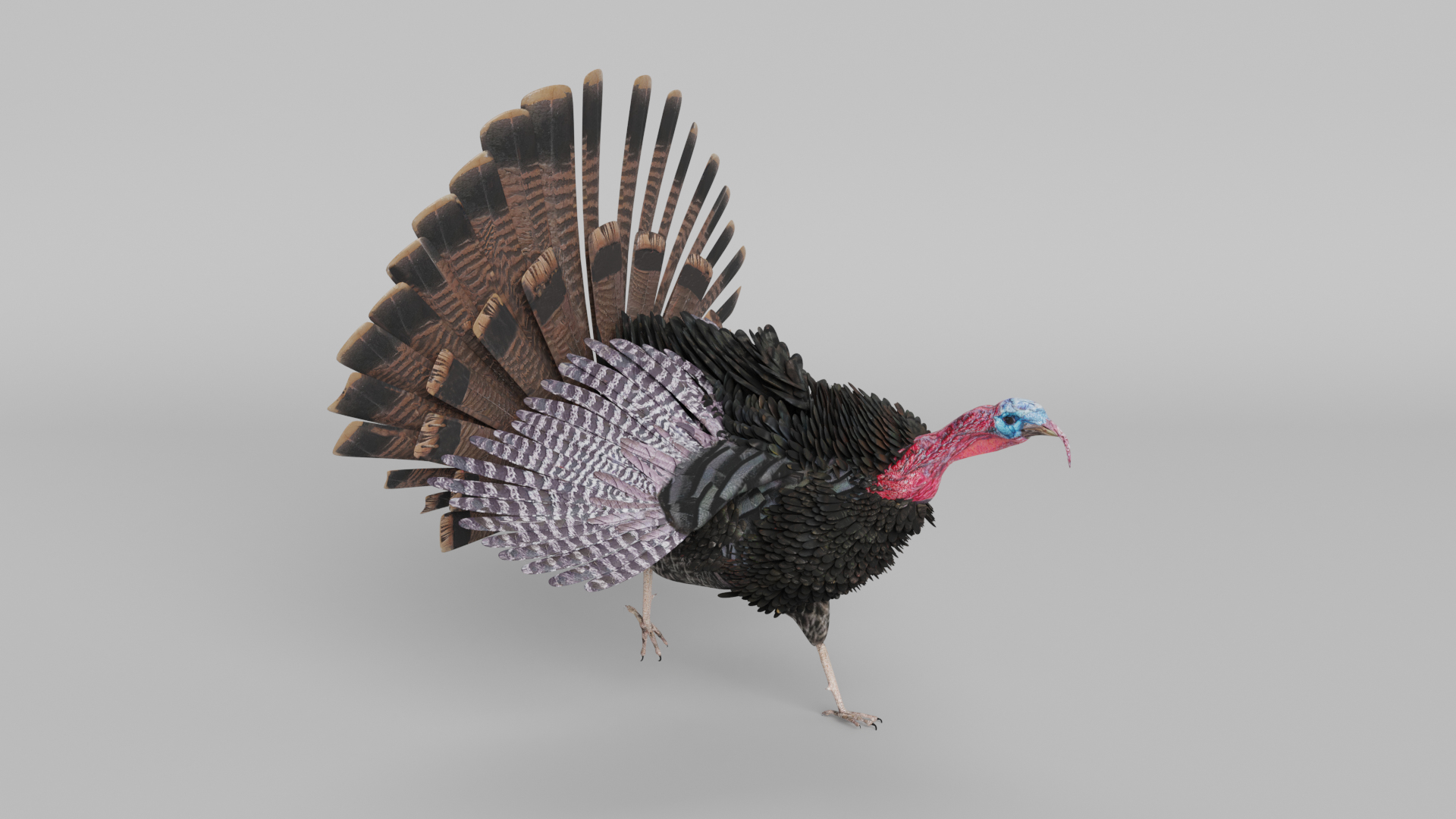 turkey animal bird model https://p.turbosquid.com/ts-thumb/wd/mbLUvE/8v/turkey_run_images/png/1607548308/1920x1080/turn_fit_q99/a6201eb7824342f77d69299e64f872534fdfd6f6/turkey_run_images-1.jpg