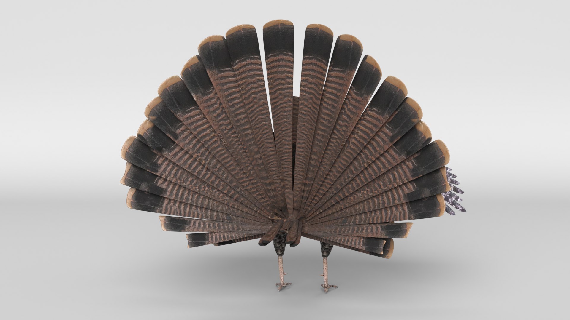 turkey animal bird model https://p.turbosquid.com/ts-thumb/wd/mbLUvE/R3/turkey_images0008/png/1609958743/1920x1080/fit_q87/9087d9aea77824c41814cb7f2e27b23b81f2360e/turkey_images0008.jpg