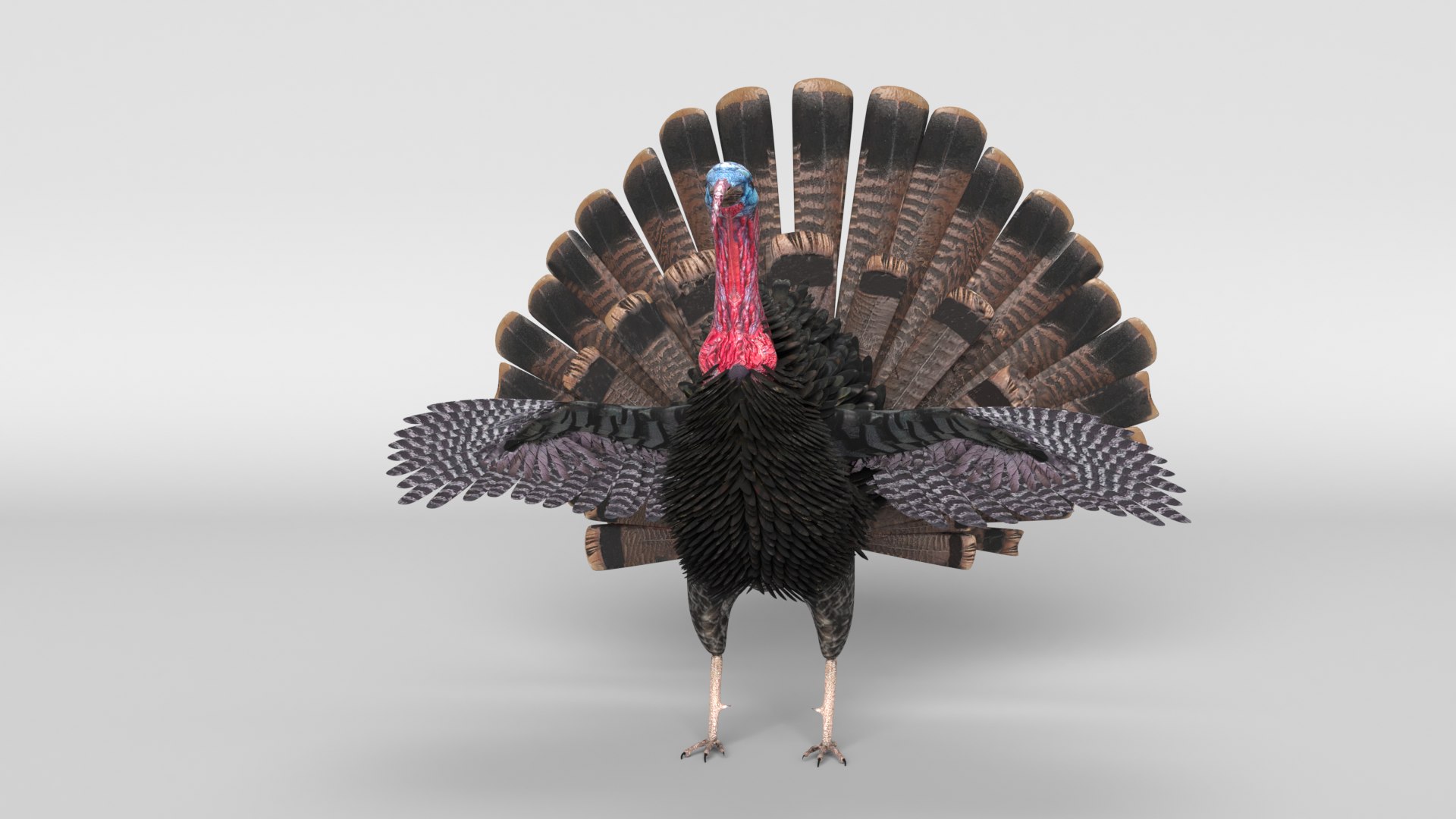turkey animal bird model https://p.turbosquid.com/ts-thumb/wd/mbLUvE/mn/turkey_images0017/png/1609958739/1920x1080/fit_q87/26b0d55cb667cd2a781de53641bd652f19e7e526/turkey_images0017.jpg