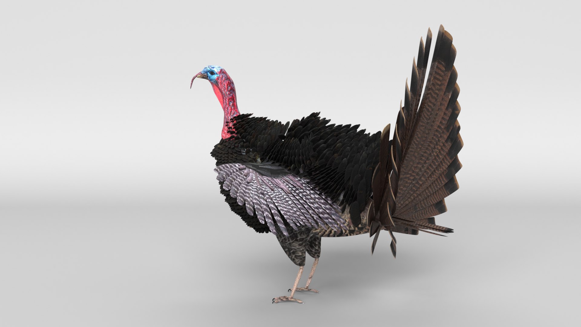 turkey animal bird model https://p.turbosquid.com/ts-thumb/wd/mbLUvE/oR/turkey_images0012/png/1609958747/1920x1080/fit_q87/7a2447d1a900bb9344382741f7afe18c5a3b68ba/turkey_images0012.jpg