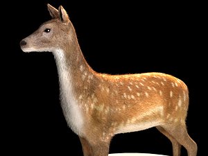 3D deer model
