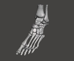 Left Foot - male