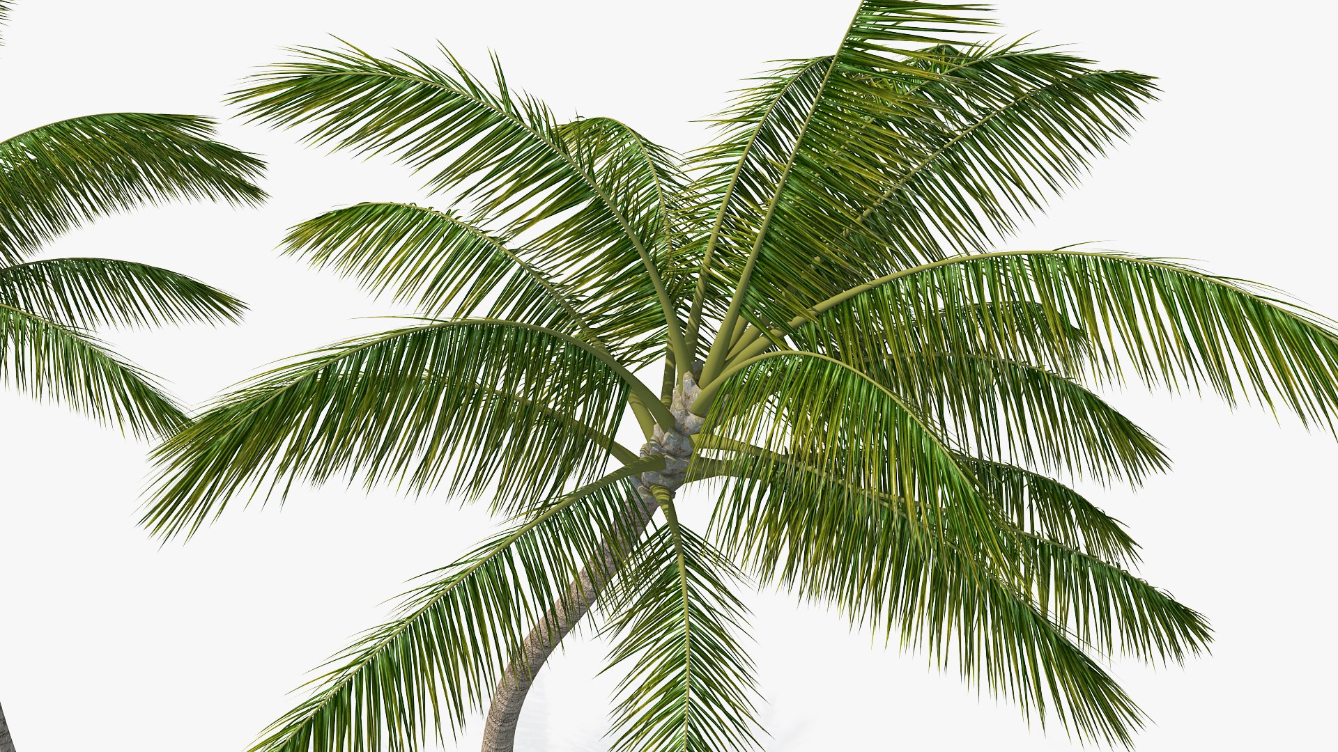 palms 2 model https://p.turbosquid.com/ts-thumb/wd/nydhlS/1MYr4ymS/palmscollection23dsmodel008/jpg/1590829955/1920x1080/fit_q87/741d8112be6f8487b649ef8c2057a03778edd1c2/palmscollection23dsmodel008.jpg