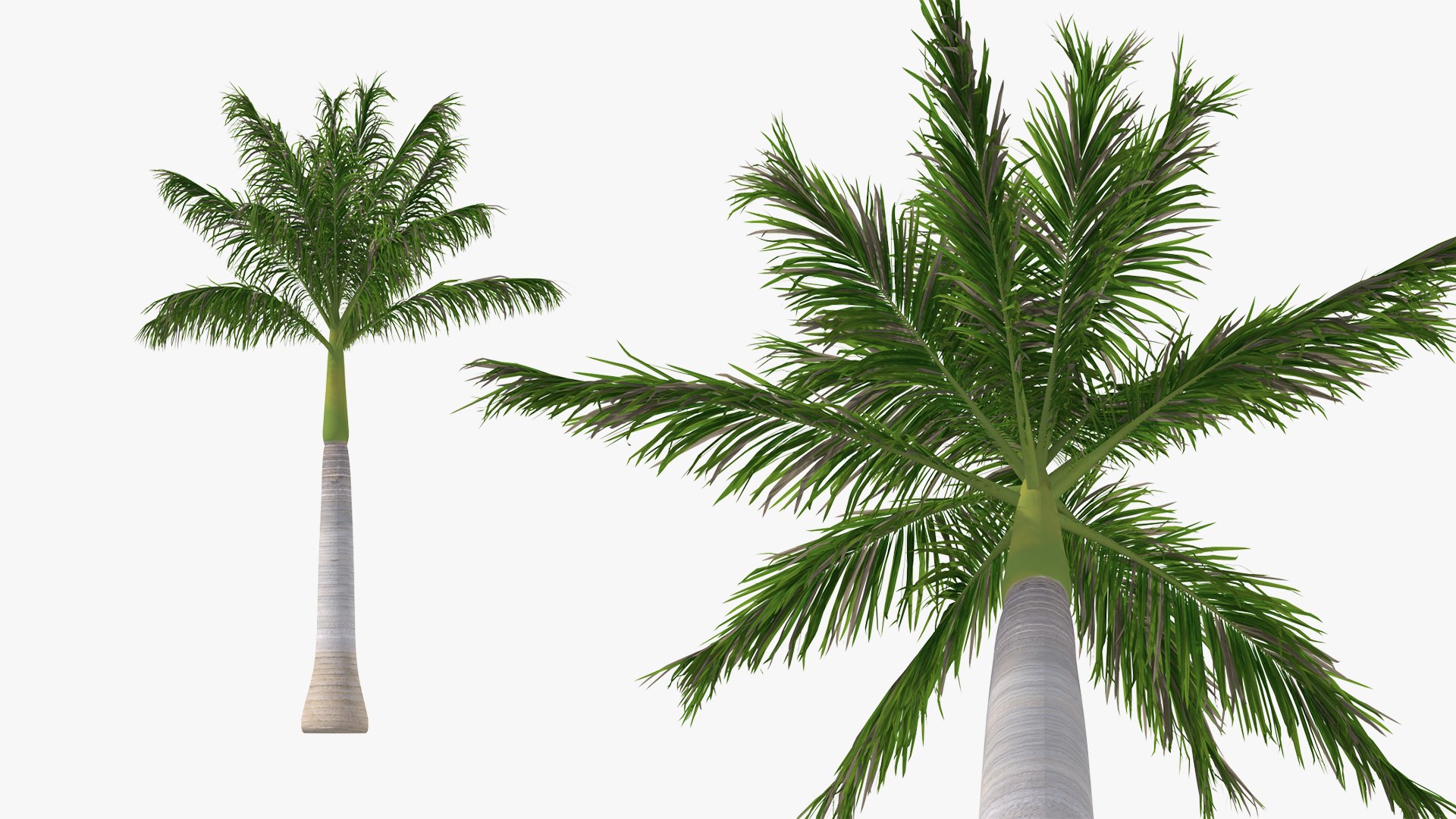 palms 2 model https://p.turbosquid.com/ts-thumb/wd/nydhlS/BNXm1YfZ/palmscollection23dsmodel019/jpg/1590829976/1920x1080/fit_q87/14cd21e21e28f64ec0df55dae455114b67aaadd2/palmscollection23dsmodel019.jpg