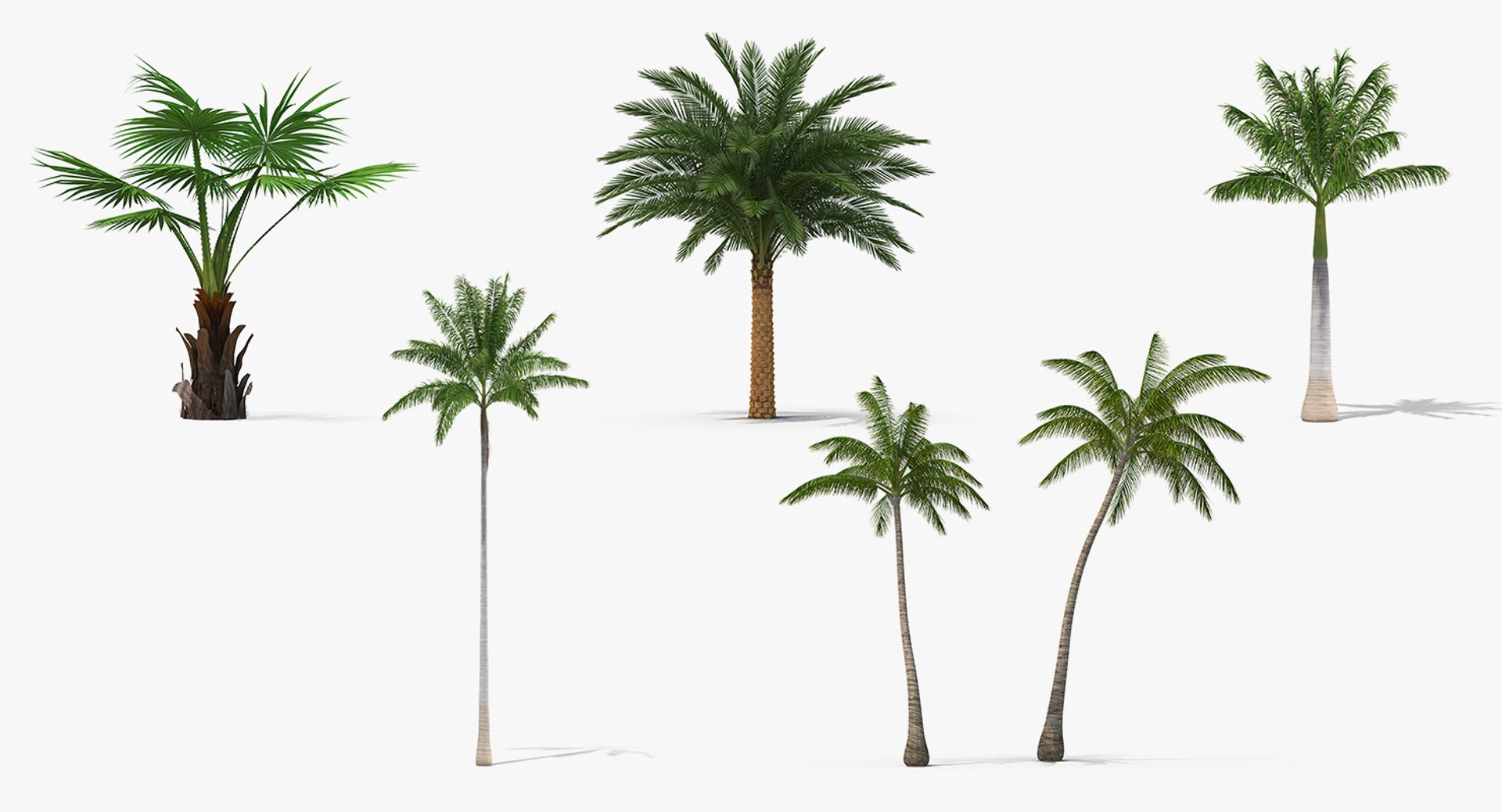palms 2 model https://p.turbosquid.com/ts-thumb/wd/nydhlS/CA6mItHt/palmscollection23dsmodel002/jpg/1590829943/1920x1080/fit_q87/1f38bd3a125ecfb562774d3ef3dde18d1f204dd2/palmscollection23dsmodel002.jpg