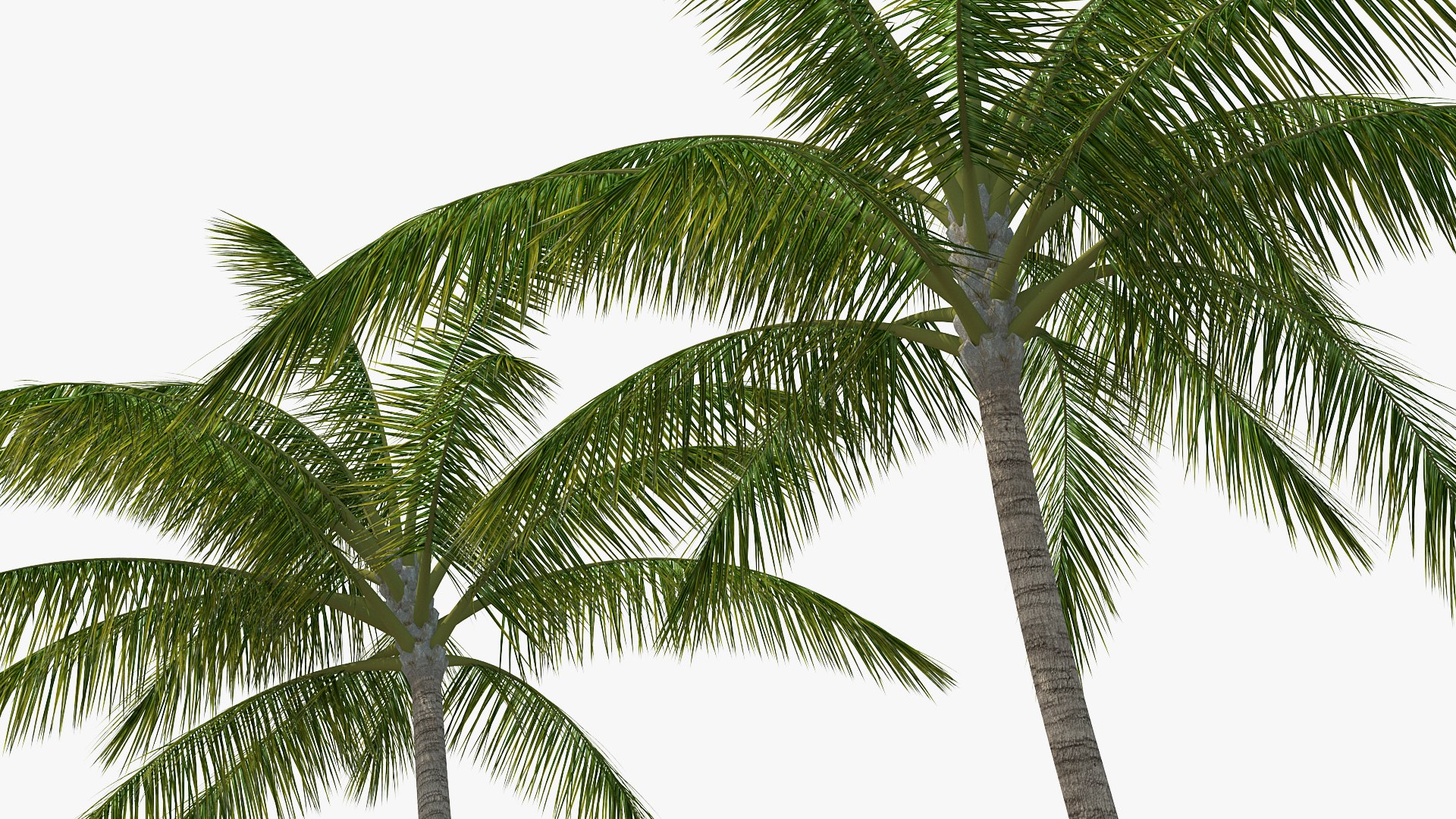 palms 2 model https://p.turbosquid.com/ts-thumb/wd/nydhlS/Chqx3tCN/palmscollection23dsmodel007/jpg/1590829952/1920x1080/fit_q87/15cc1b8ef1c93a29142b6dd63d24926104fcfb5a/palmscollection23dsmodel007.jpg