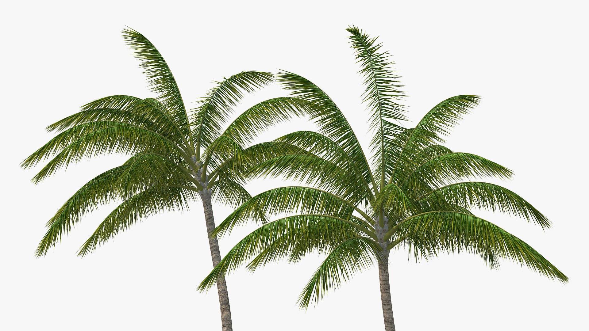 palms 2 model https://p.turbosquid.com/ts-thumb/wd/nydhlS/McT1d6cK/palmscollection23dsmodel006/jpg/1590829950/1920x1080/fit_q87/d51cd96d22393e35aac2d6c6f73720c795407036/palmscollection23dsmodel006.jpg