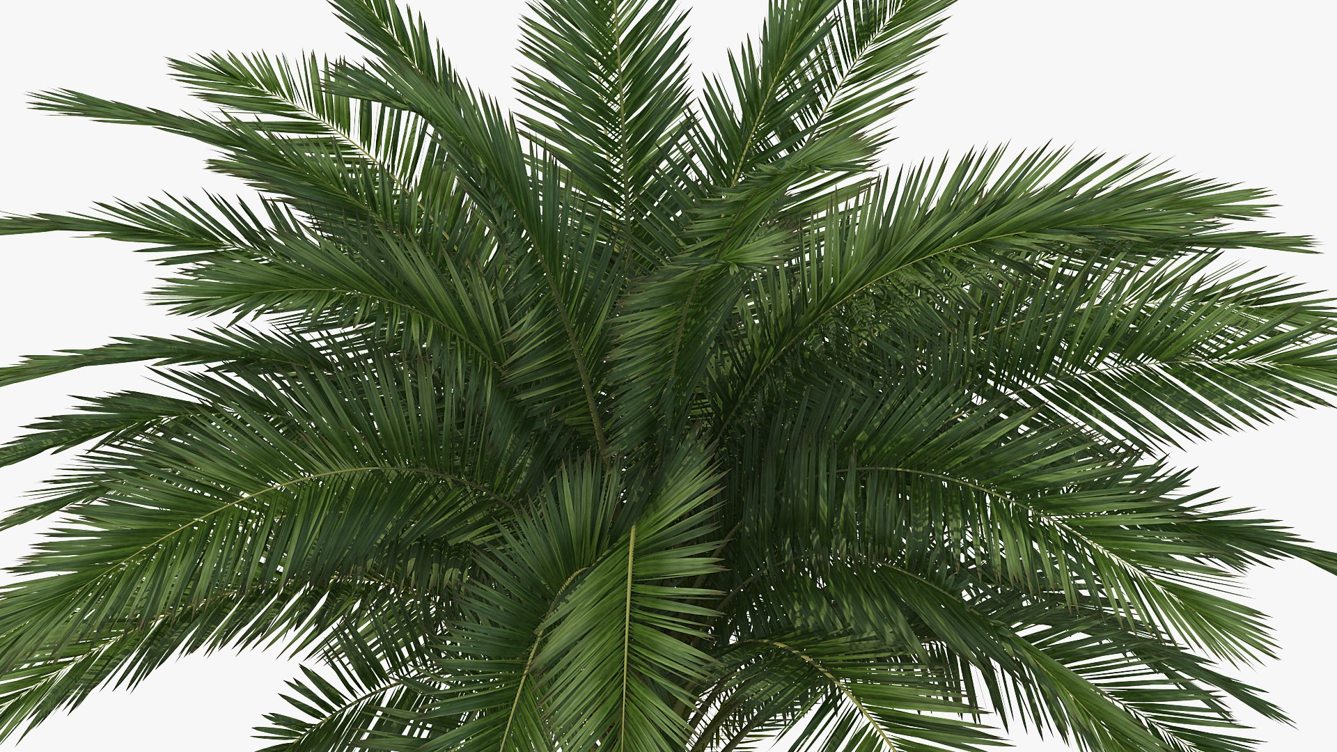 palms 2 model https://p.turbosquid.com/ts-thumb/wd/nydhlS/ORTsfz8c/palmscollection23dsmodel030/jpg/1590829998/1920x1080/fit_q87/bacb3e522dc71922db5a968a58bf77b6d495703d/palmscollection23dsmodel030.jpg