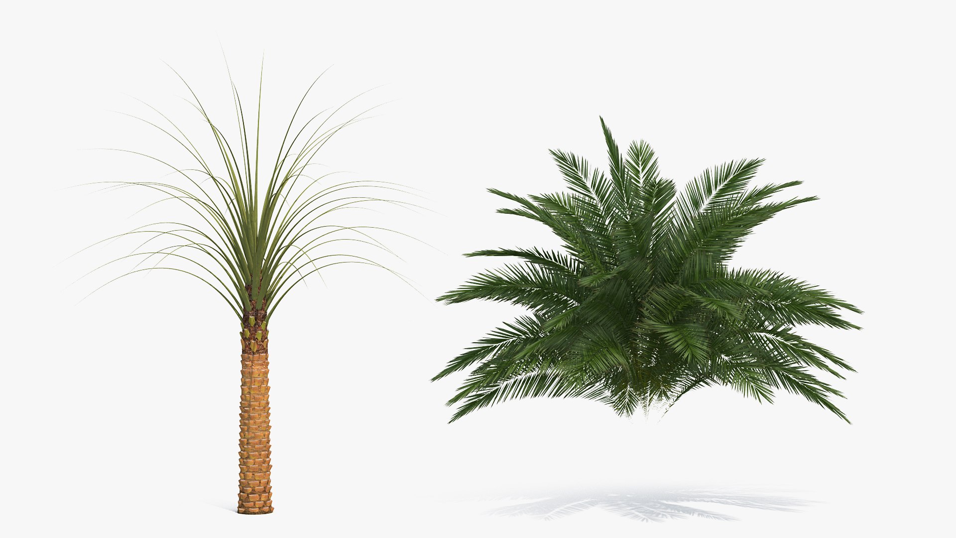 palms 2 model https://p.turbosquid.com/ts-thumb/wd/nydhlS/OrTtHxSU/palmscollection23dsmodel031/jpg/1590830000/1920x1080/fit_q87/d2795d09ad5f4cc56c9e8a3a94c0706c80191d0f/palmscollection23dsmodel031.jpg