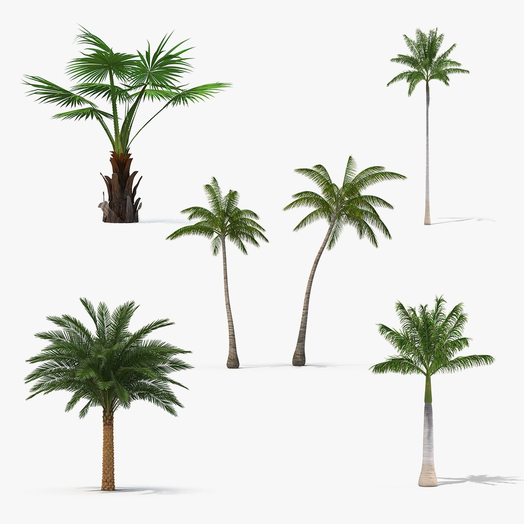 Palms Collection 2 3D model preview